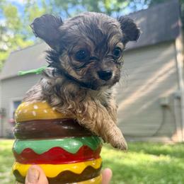 Green bean - Blue merle male Chihuahua puppy in Little Rock, Arkansas from Plum and Pom Kennel