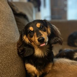 Gunther - Dachshund