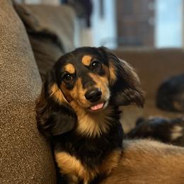Gunther - Dachshund