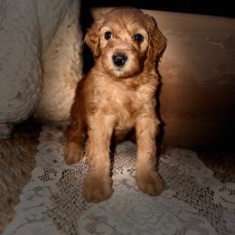 Coral - Brown and white female Aussiedoodle puppy in Riverside, California from Just Loving Doodles