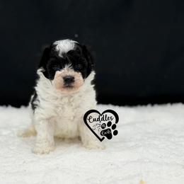 Toby - Parti male Poodle puppy in Nashville, Arkansas from Cuddles n Curls