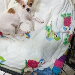 Chihuahua Puppies from Pampered Chihuahuas