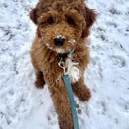 Charlie - Red  male Goldendoodle puppy in Acton, Maine from Silver Pines Pups
