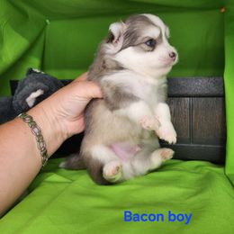 Bacon boy - Blue male Pomsky puppy in Isanti, Minnesota from Magnum Pomskies