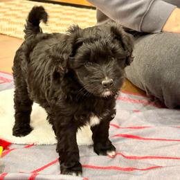 Phephe - Black and white female Aussiedoodle puppy in Talihina, Oklahoma from Lockhart Mini Aussies
