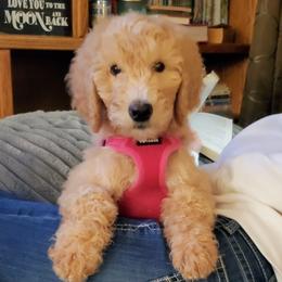Goldendoodles from Goldenvalley Doodles
