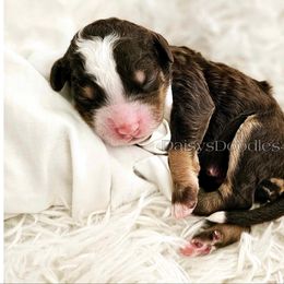 Bernedoodle Puppies from Daisy's Doodles