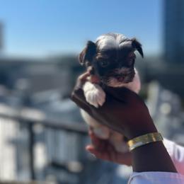 Kingston - Chocolate, tan and white male Yorkshire Terrier puppy in Lynwood, Illinois from SaintNicksWay
