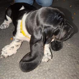 Rose- yellow - Black and white female Basset Hound puppy in Pflugerville, Texas from Mountain Mama Bassets