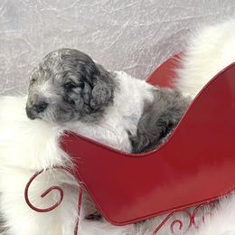 Twinkle - Merle female Goldendoodle puppy in Ponchatoula, Louisiana from Real Life Furrytales