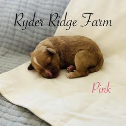 Pink - Red female Cavapoo puppy in White Sulphur Springs, West Virginia from Ryder Ridge Farm