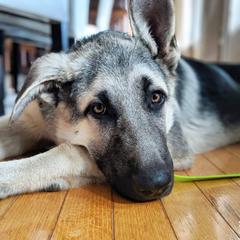 Basset Hound and Vostochino Evropeiskaya Ovcharka All Grown Up from Thystrup Vostochno Evropeiskaya Ovcharka