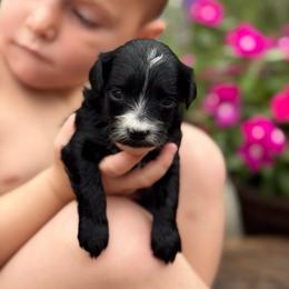 Aurora - Black and white female Sheepadoodle puppy in Wharton, Texas from Little Fur Friends