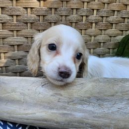 Salsa - Cream female Dachshund puppy in Pocasset, Massachusetts from Dachs of the Bay
