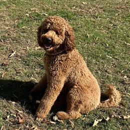 Zazu - Goldendoodle