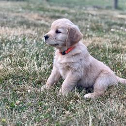 Yellow Collar Girl - Golden female Golden Retriever puppy in Mill Spring, North Carolina from Carolina Breeders Family
