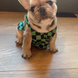 French Bulldog Puppies from The Midwest Frenchies
