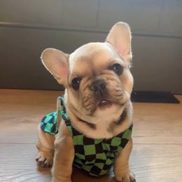 French Bulldog Puppies from The Midwest Frenchies