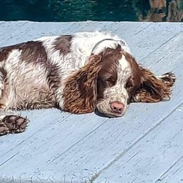 Brenna - English Springer Spaniel
