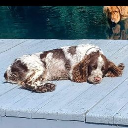 Brenna - English Springer Spaniel