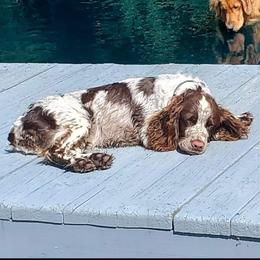 Brenna - English Springer Spaniel