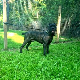 Brindle - Cane Corso