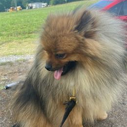 Pomeranians from New Addition Pets