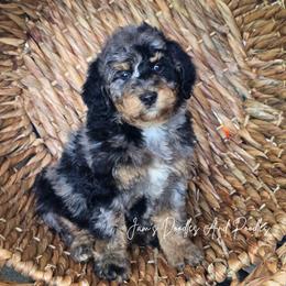 Venus - Blue merle male Bernedoodle puppy in Cleveland, Georgia from Jam's Doodles And Poodles