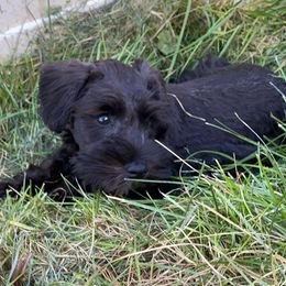 Miniature Schnauzer Puppies from Shadow River Schnauzers