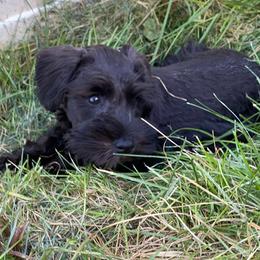 Miniature Schnauzer Puppies from Shadow River Schnauzers