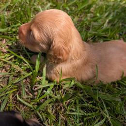 Green collar boy - Red male Dachshund puppy in Eustis, Florida from K8’s Dachshunds