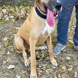 Kane - Great Dane puppy from 5T Danes