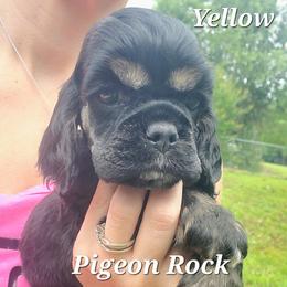 Pigeon Rock Cocker's Yellow Collar - Black and tan male Cocker Spaniel puppy in Calhoun, Georgia from Pigeon Rock Cockers