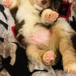 Miniature Australian Shepherd Puppies from Double-P Aussies