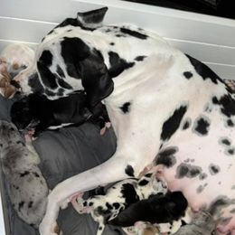 Great Danes from Krystal’s Glam Puppies