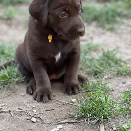 Labrador Retriever Puppies from Wings of Freedom Retrievers