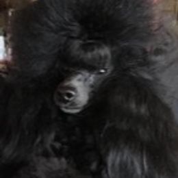 Drake - Poodle