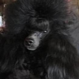 Drake - Poodle