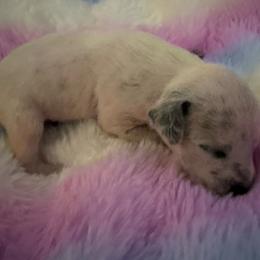 Zeve - White and black female Dalmatian puppy in Fort Cavasos, Texas from Mainstreet Dalmation