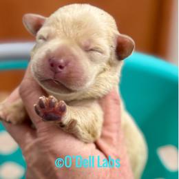 Eve - Yellow female Labrador Retriever puppy in Sullivan, Missouri from O’Dell Labs