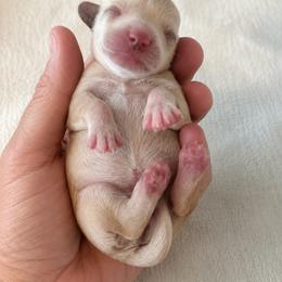 Baby - Cream female Dachshund puppy in Sebring, Florida from Mini Weenies