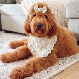Esther - Goldendoodle