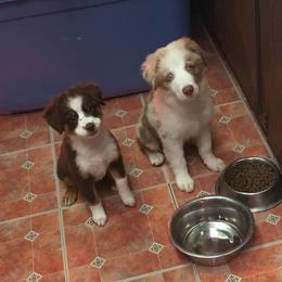 Miniature Australian Shepherd Puppies from Rowdy Ranch Tx