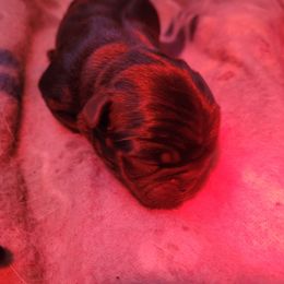 Miranda - Black female Pug puppy in Fitzwilliam, New Hampshire from Kayla's Pugs