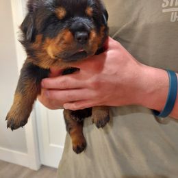 Rottweiler Puppies from White Haus Rottweilers