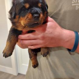 Rottweiler Puppies from White Haus Rottweilers