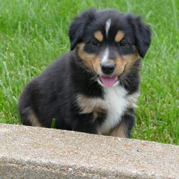 English Shepherd Puppies from Oerly's English Shepherds