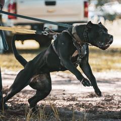 Perro de Presa Canarios from La Realeza Kennels
