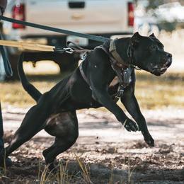 Perro de Presa Canarios from La Realeza Kennels