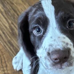 English Springer Spaniels from Country Estates Spaniels